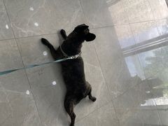 -中农国际动物医院24小时·猫科·骨科·急重症中心