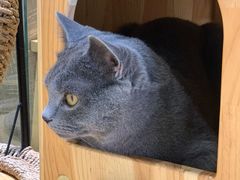 -藏猫猫咖啡主题馆(中央大道店)