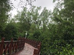 -大亚湾红树林城市湿地公园