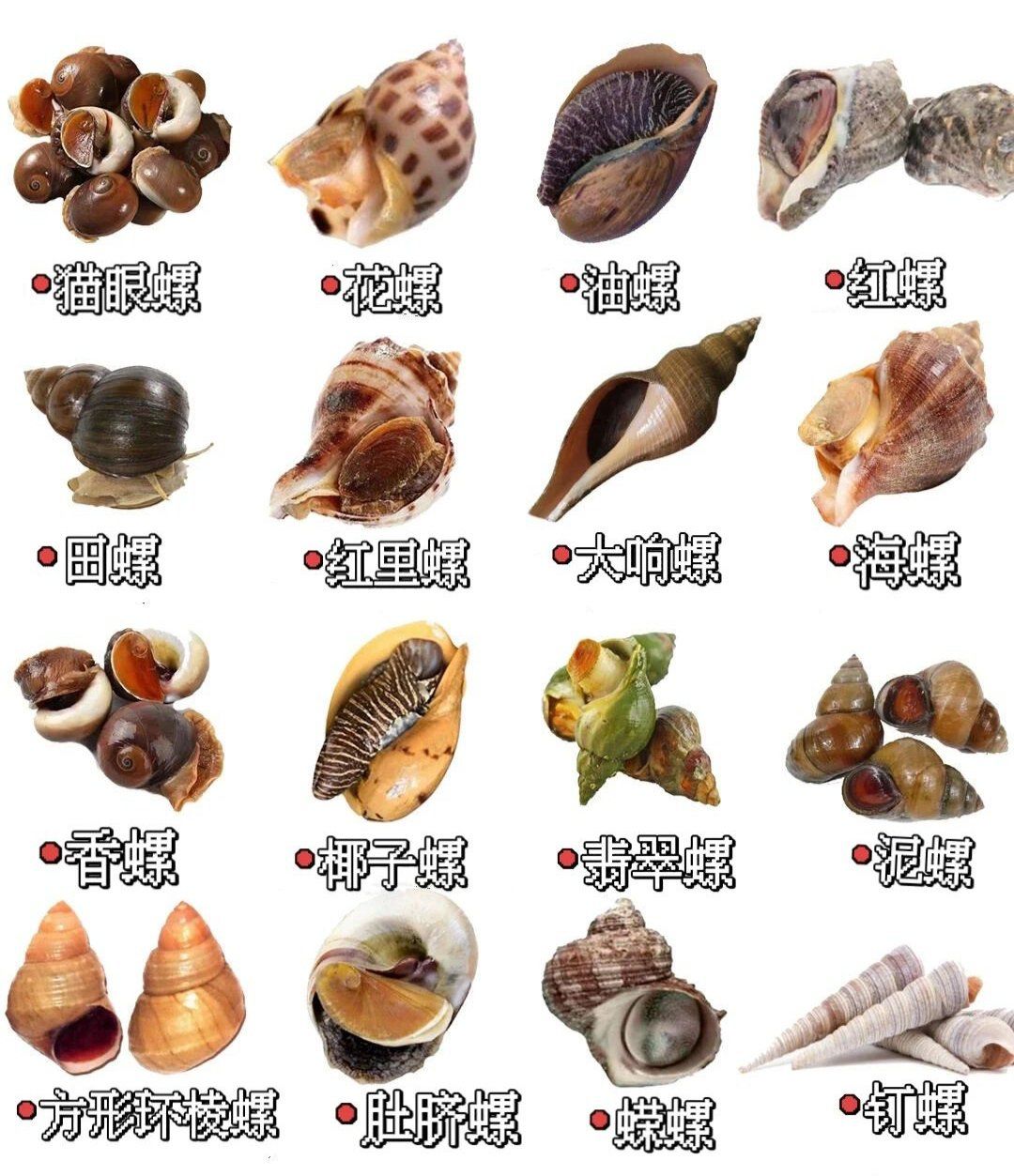 0元玩转这座城 螺类吃法小知识.各式螺