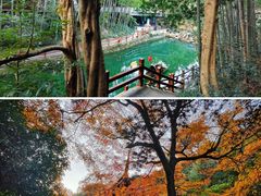 -十八棵（老龙井）御茶园(老龙井店)