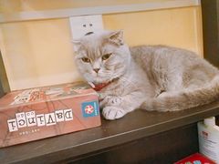 -猫色咖啡·猫咖