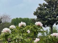 -曹州百花园