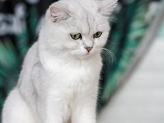 -平行世界·猫咖(首经贸店)