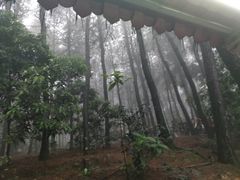 -铁山坪森林公园