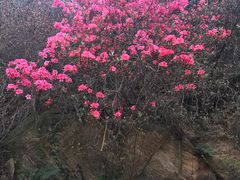 -木兰云雾山