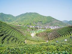 -龙坞茶村