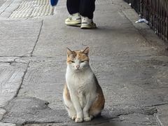 -油麻地果栏