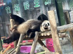 -栾川竹海野生动物园