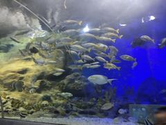 -大连圣亚海洋世界