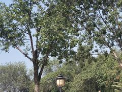 -永定河休闲森林公园