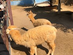 -泉州海丝野生动物世界