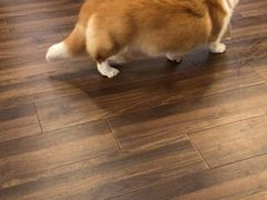 -柯斗斗主题餐厅·狗咖·围炉煮茶·茶饮(国瑞升平里店)