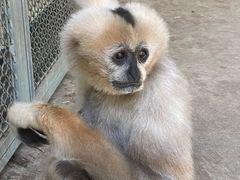 -上海野生动物园