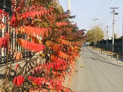 -北京市海淀外国语实验学校