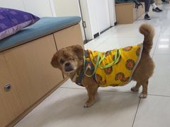-美联众合动物医院·24h京西诊疗中心