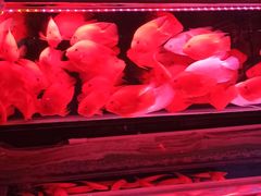 -花鸟鱼虫鲜花绿植市场(玉泉路店)