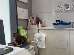 -关爱宠物医院·猫科中心·消化科(滨湖万达分院)