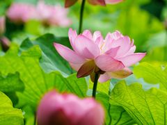 -陈家山荷花公园