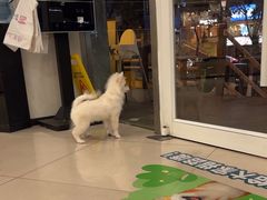 -艾贝尔宠物医院 ·中兽医·宠保定点(北门桥店)