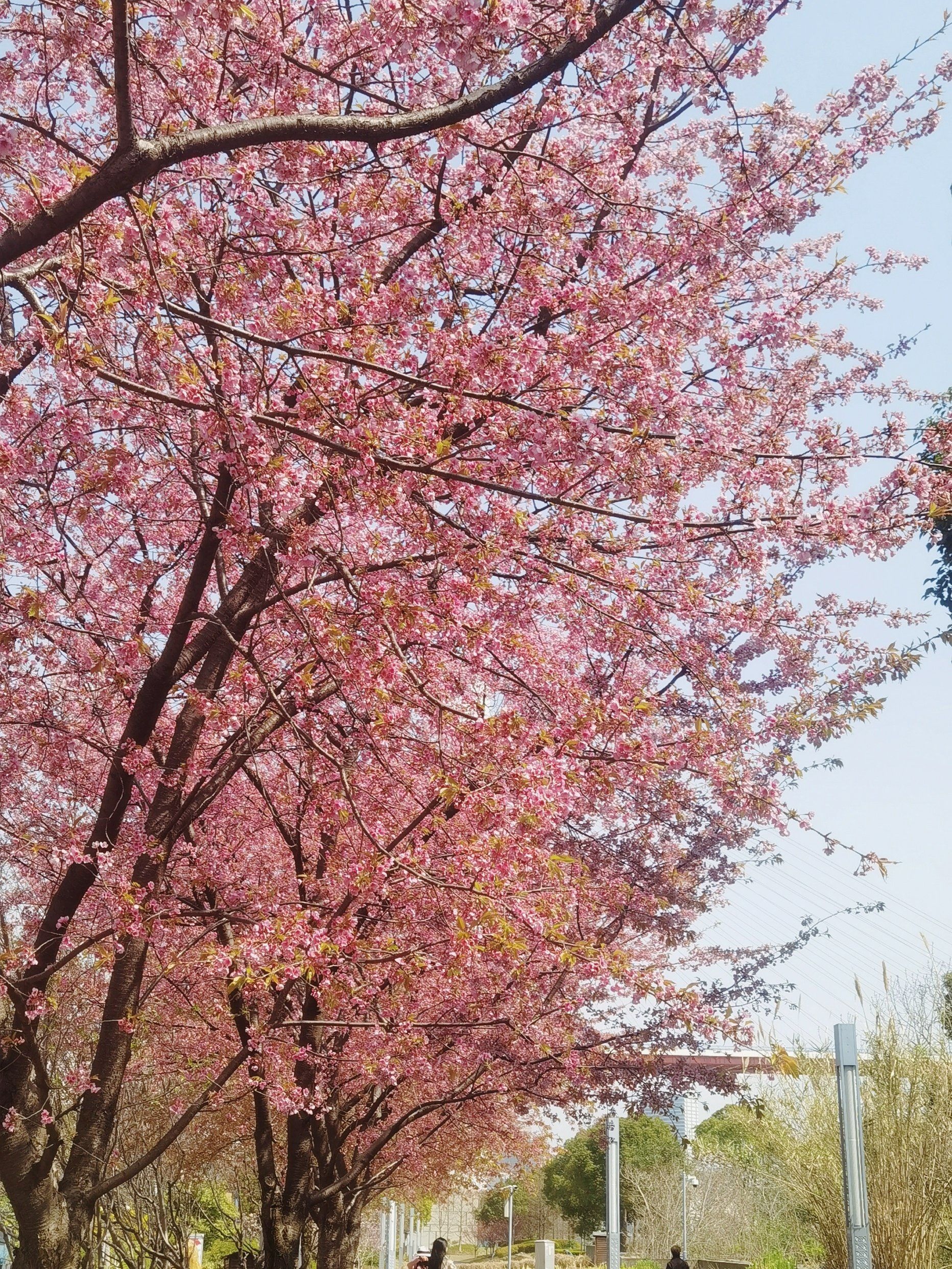 黄浦滨江的樱花