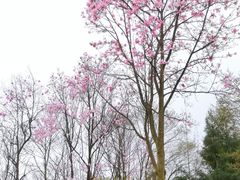 -九皇山景区