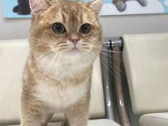 -lincat·猫舍(广州店)