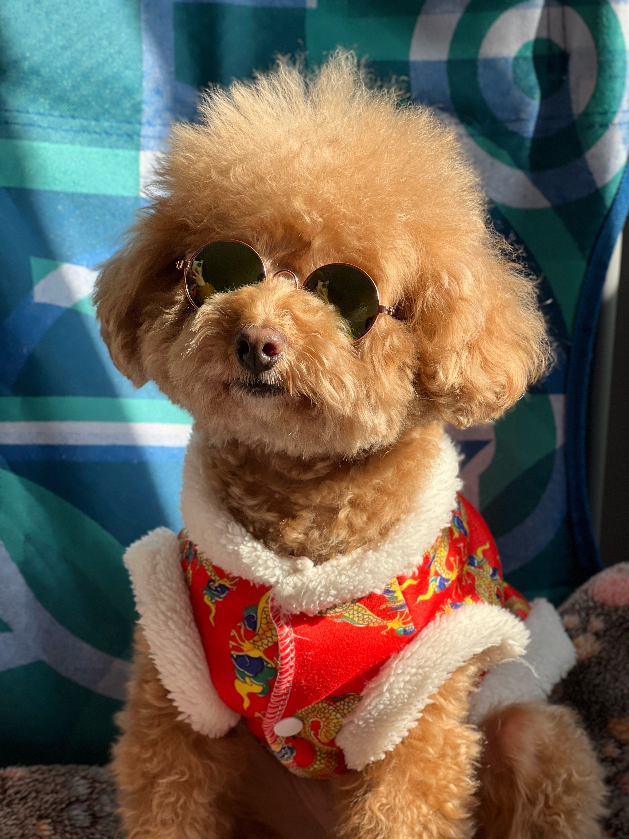 狗勾能有什么坏心眼呢#这样萌萌的小毛孩可爱的不像话了