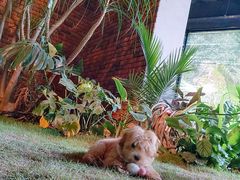 -J Create城市露营咖啡·简餐·宠物(上海动物园店)