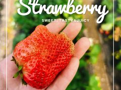 -胜丰草莓采摘园