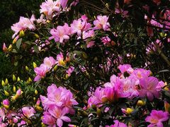 -梧桐山风景名胜区