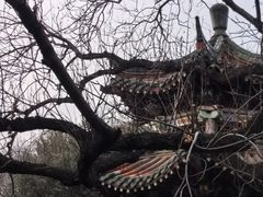 -洛阳市牡丹公园