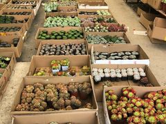 -龙大花卉苗木市场