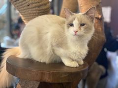 -more than meow吴止猫主题餐厅(承德 中船汇店)