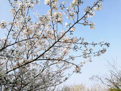 -顾村公园