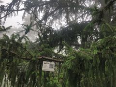 -庐山风景区花径公园