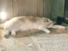 -猫咪博物馆(顶澳仔猫街店)