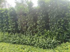 -莲花山公园