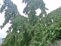 -天朝元辅-徐州民俗博物馆