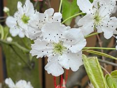 -三圣花乡旅游区