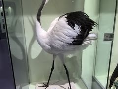 -盐城丹顶鹤湿地生态旅游区