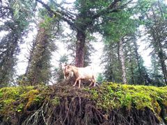 -硗碛藏寨·神木垒景区