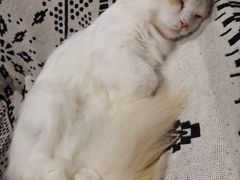 -平行世界·猫咖(首经贸店)