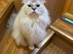 -MOCHA明星猫咖(田子坊店)