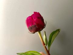 -Butchart布查德鲜花(花艺设计中心)
