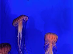 -上海海洋水族馆