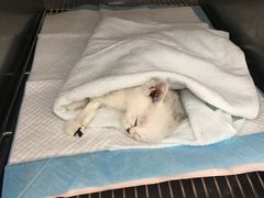 -康成宠物医院24H·CT·核磁共振
