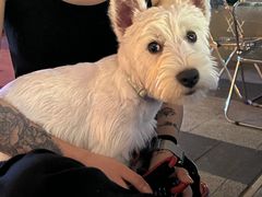 -BABIT巴比特宠物(MOMOPARK店)