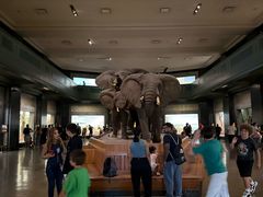 -美国自然历史博物馆