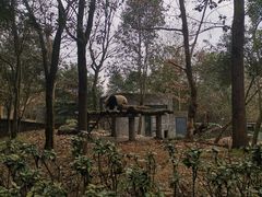 -都江堰中华大熊猫苑